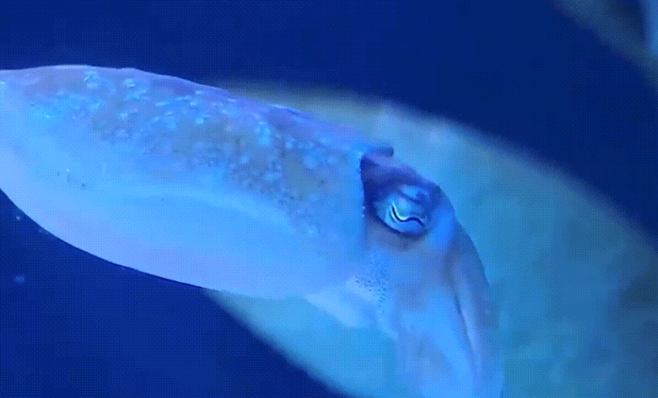 Upscaling with Topaz Video Resolution API